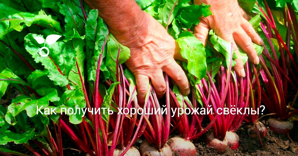 Как получить хороший урожай свёклы?