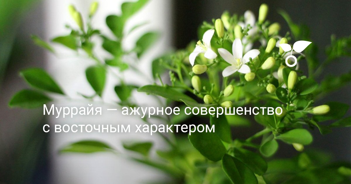 Муррайя — ажурное совершенство с восточным характером