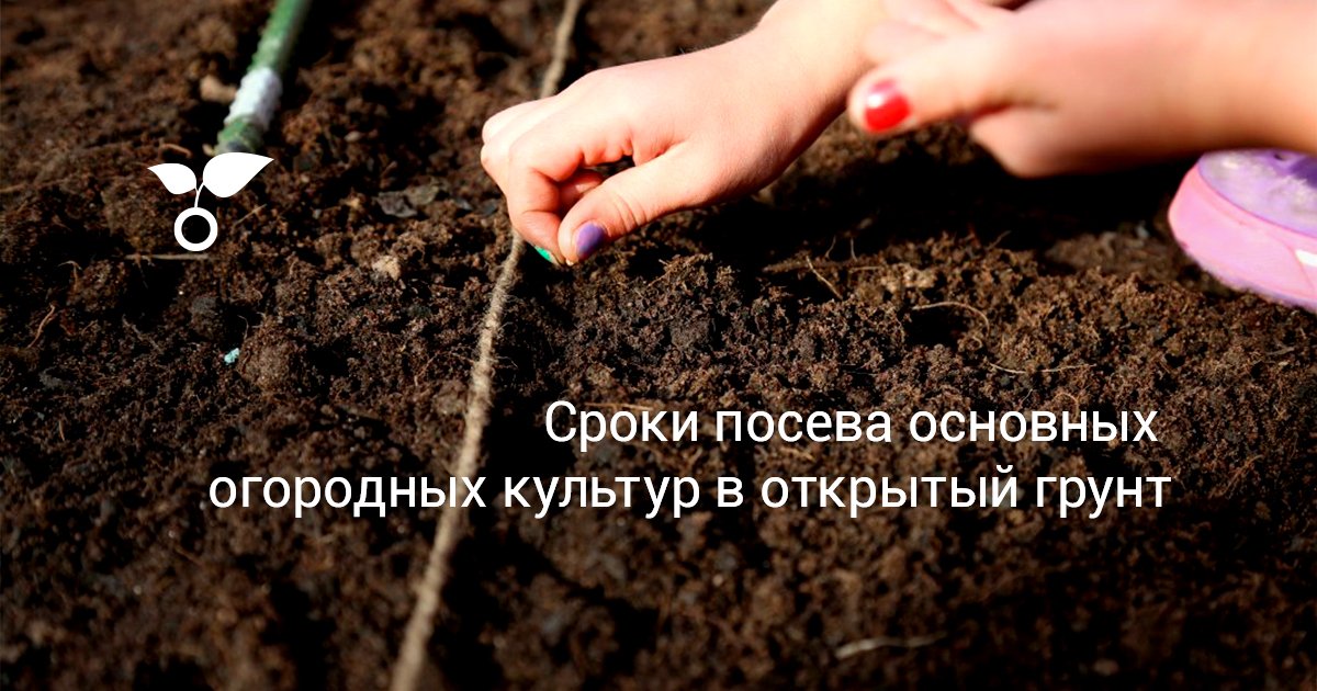 Сроки посева основных огородных культур в открытый грунт