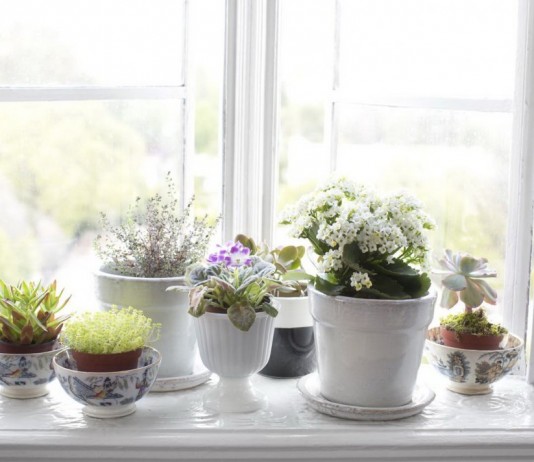 Комнатные растения на подоконнике