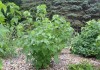 Куст смородины чёрной (Ribes nigrum)