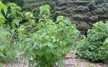 Куст смородины чёрной (Ribes nigrum)