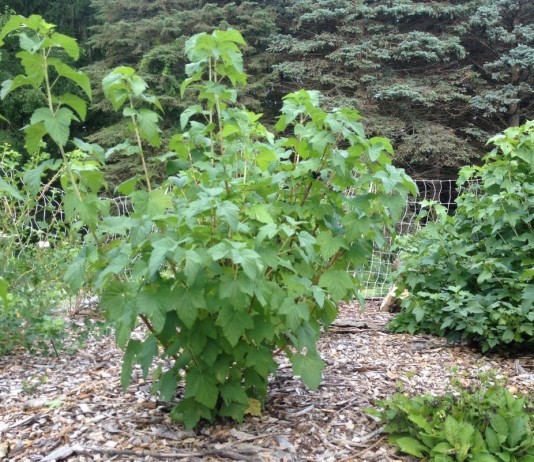Куст смородины чёрной (Ribes nigrum)