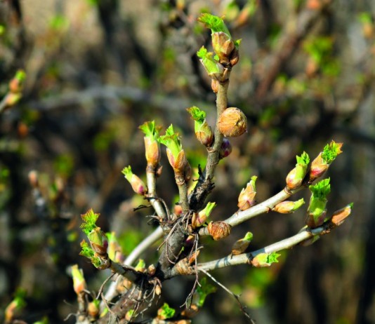 Пораженный смородинным почковым клещом куст смородины