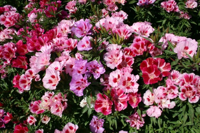 Кларкия прекрасная (Clarkia amoena)