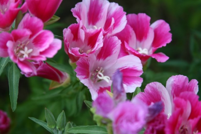 Кларкия прекрасная (Clarkia amoena)