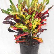 Кодиеум пёстрый «Мамми» (Codiaeum variegatum 'Mammy')