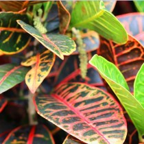 Кодиеум пёстрый «Петра» (Codiaeum variegatum 'Petra')
