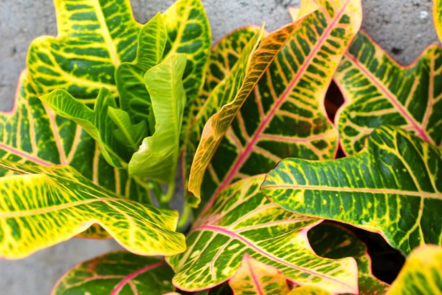 Кодиеум пёстрый (Codiaeum variegatum)