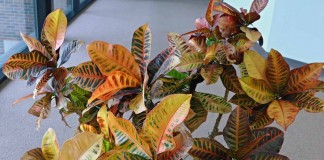 Кодиеум пёстрый (Codiaeum variegatum)