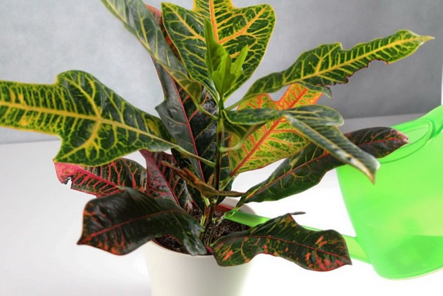 Кодиеум пёстрый (Codiaeum variegatum)