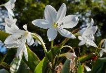 Кринум Мура (Crinum moorei)