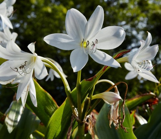 Кринум Мура (Crinum moorei)