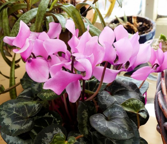 Цикламен персидский (Cyclamen persicum)