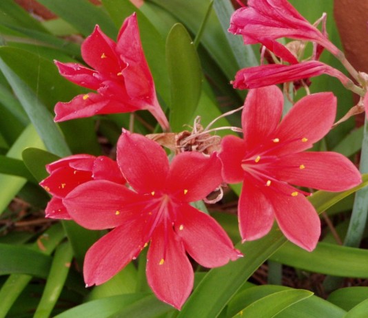 Циртантус высокий, или циртантус возвышенный (Cyrtanthus elatus)