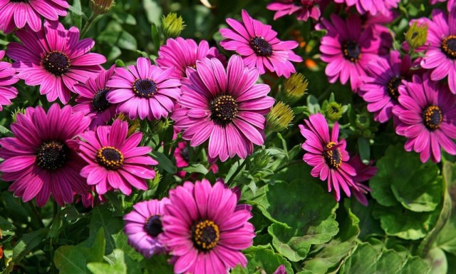 Диморфотека (Dimorphotheca)