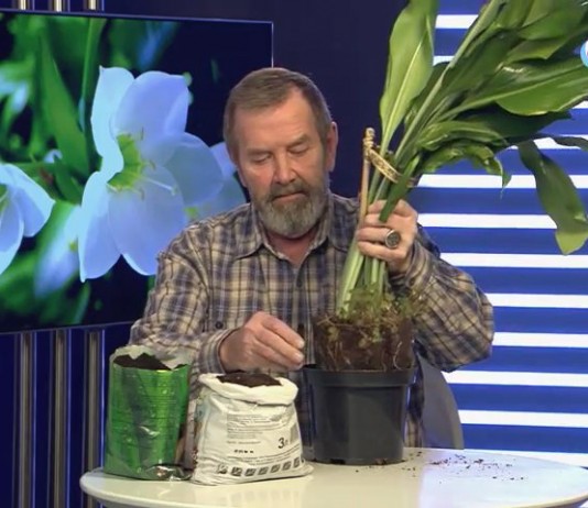 Переваливаем эухарис с комом земли в чуть больший горшок