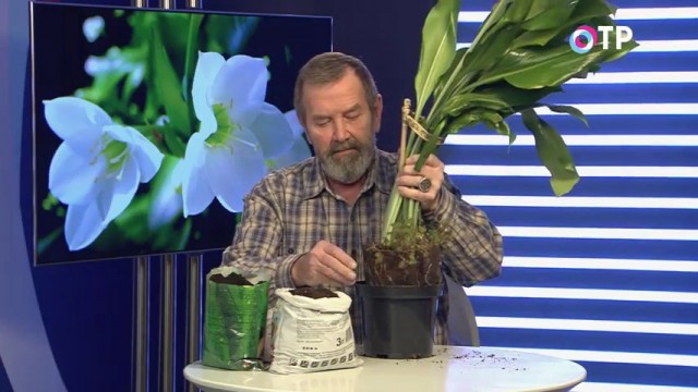 Переваливаем эухарис с комом земли в чуть больший горшок