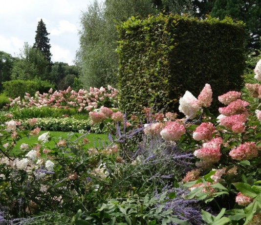 Гортензия метельчатая в оформлении сада