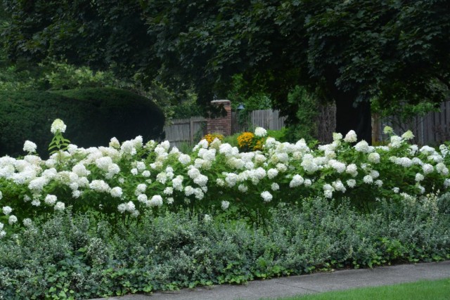 Гортензия метельчатая (Hydrangea paniculata)