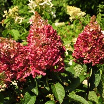 Гортензия метельчатая «Пинки Винки» (Hydrangea paniculata 'Pinky Winky')