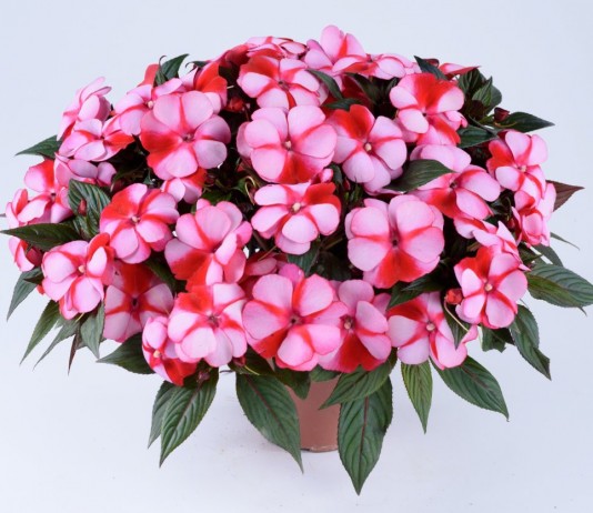 Бальзамин новогвинейский серия Harmony сорт Strawberry Cream