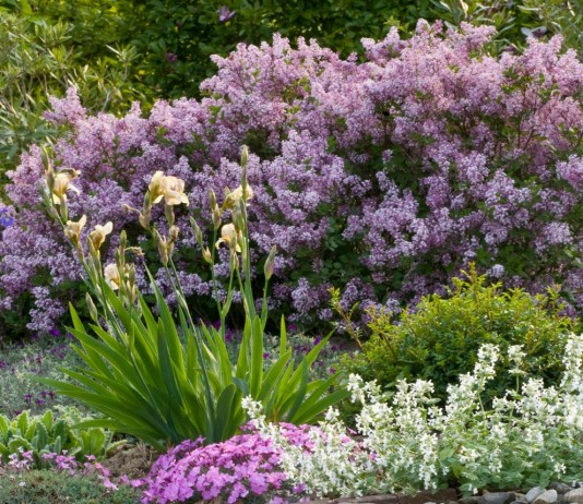 Карликовая сирень в цветнике