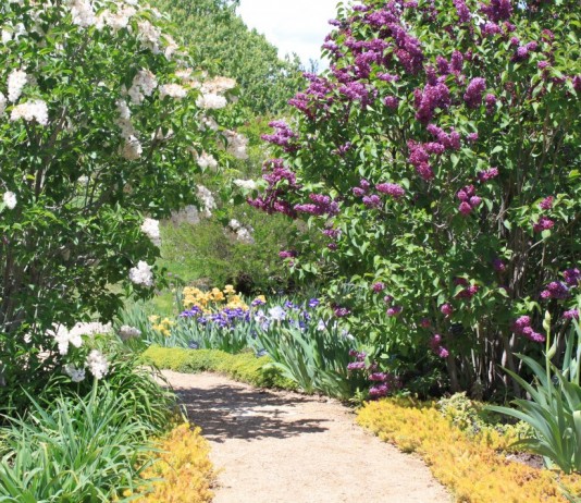 Сирень для аллей - Цветник и ландшафт Сирень, посаженная вдоль садовой дорожки