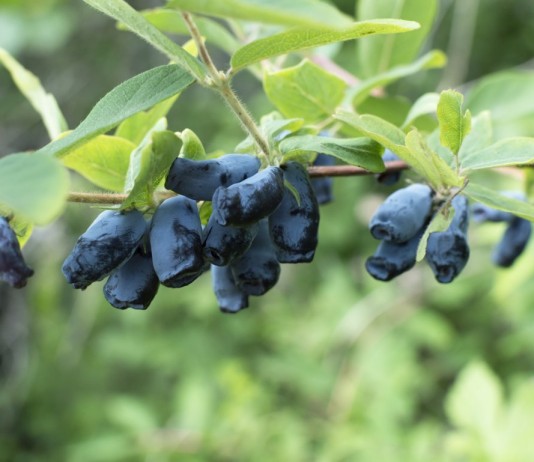 Жимолость голубая съедобная (Lonicera caerulea)