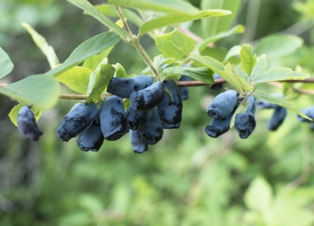Жимолость голубая съедобная (Lonicera caerulea) Жимолость голубая съедобная (Lonicera caerulea)