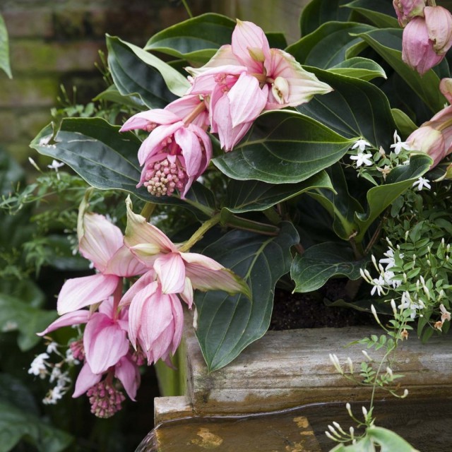 Мединилла великолепная (Medinilla magnifica) Мединилла великолепная (Medinilla magnifica)