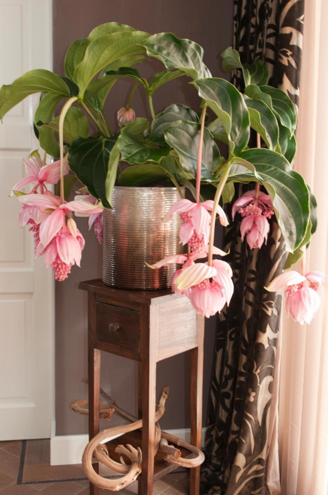 Мединилла великолепная (Medinilla magnifica) Мединилла великолепная (Medinilla magnifica)