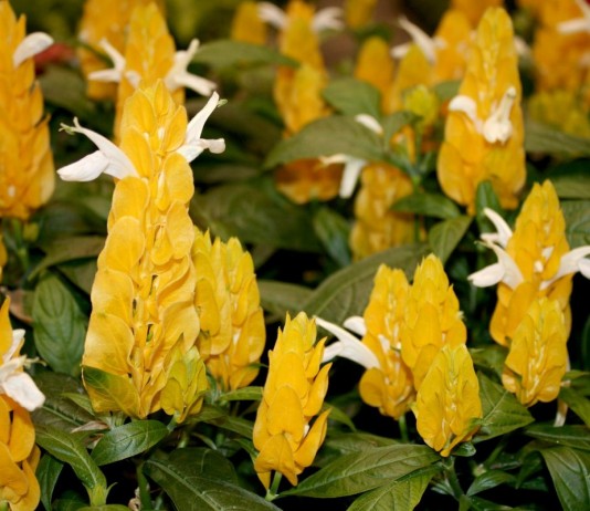 Пахистахис жёлтый (Pachystachys lutea)