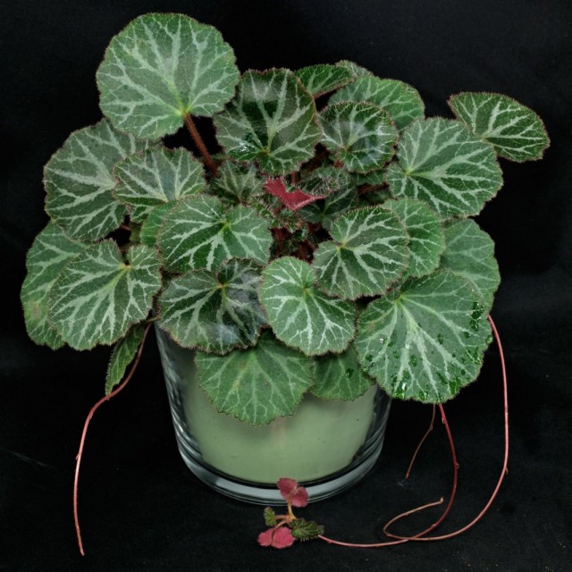 Камнеломка плетеносная (Saxifraga stolonifera) Камнеломка плетеносная (Saxifraga stolonifera)