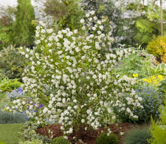 Спирея Вангутта (Spiraea x vanhouttei)