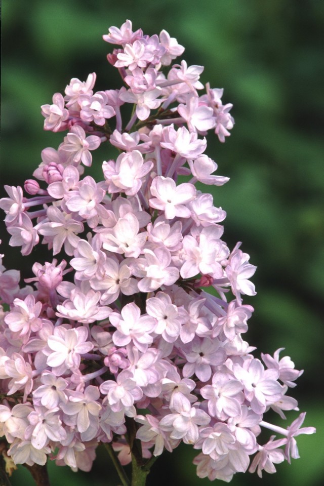 Сирень гиацинтовая «Анабель» (Syringa hyacinthiflora 'Annabel')