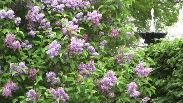 Сирень венгерская (Syringa josikaea) Сирень венгерская (Syringa josikaea)