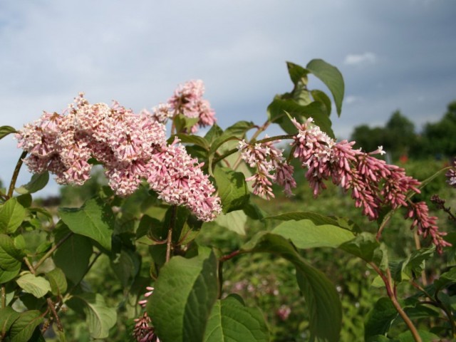Сирень венгерская (Syringa josikaea) Сирень венгерская (Syringa josikaea)