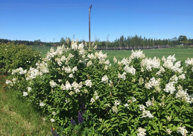 Сирень венгерская (Syringa josikaea) Сирень венгерская (Syringa josikaea)
