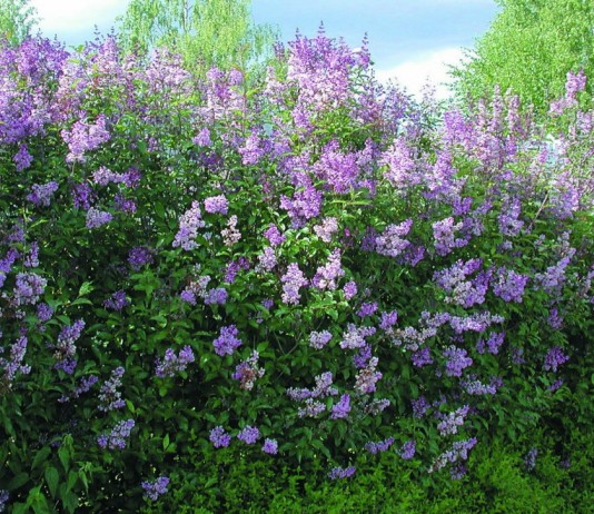 Сирень венгерская (Syringa josikaea)