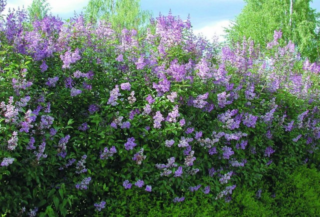 Сирень венгерская (Syringa josikaea) Сирень венгерская (Syringa josikaea)