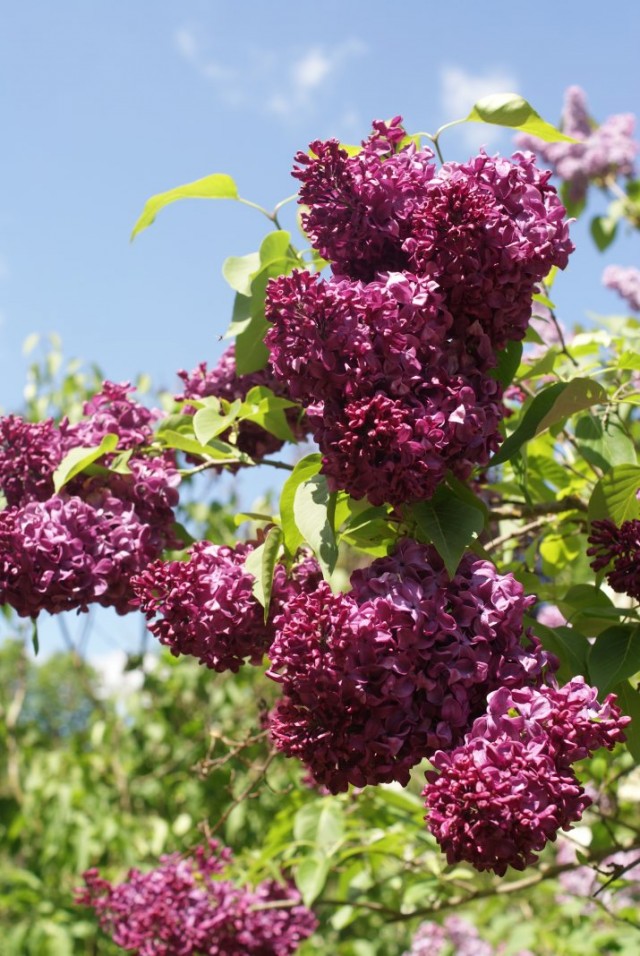 Сирень гиацинтовая «Леди Линдсей» (Syringa hyacinthiflora 'Lady Lindsay')