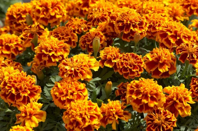 Бархатцы (Tagetes)