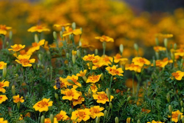 Бархатцы (Tagetes)