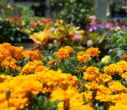 Бархатцы в цветнике