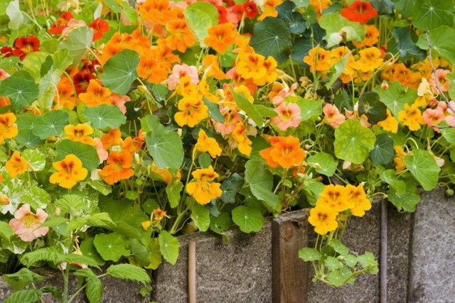 Настурция (Tropaeolum)