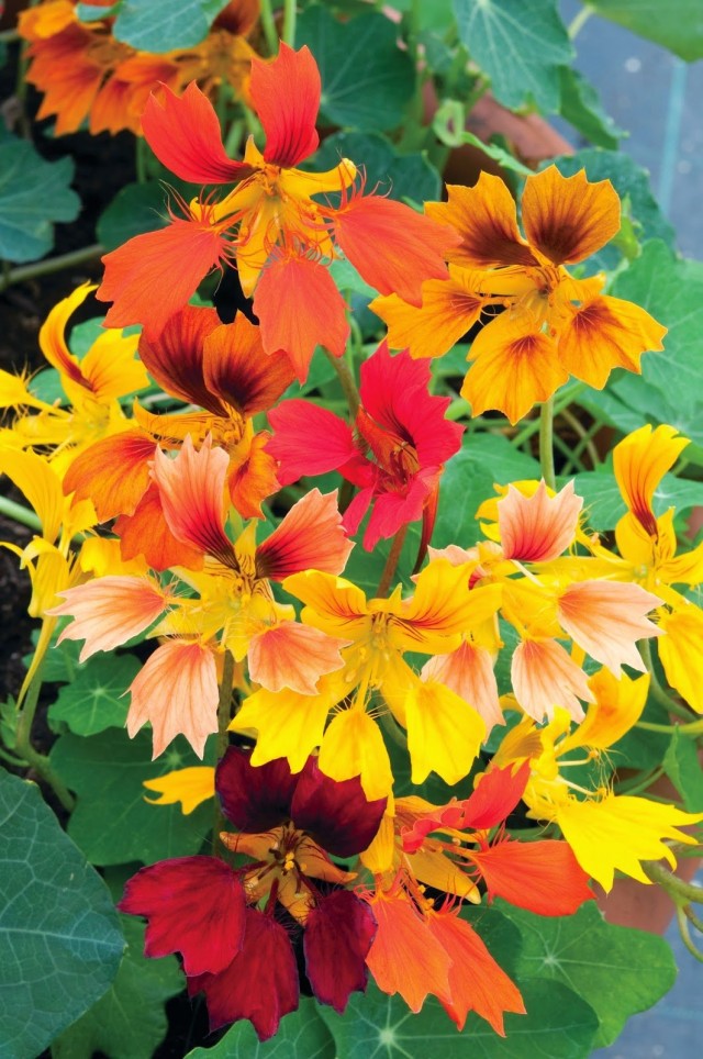 Настурция (Tropaeolum)