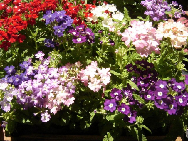 Вербена (Verbena)