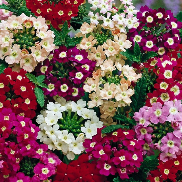 Вербена (Verbena)