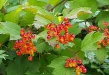 Калина обыкновенная, или Калина красная (Viburnum opulus)